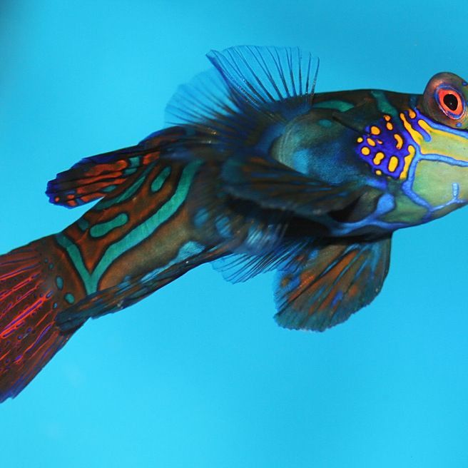 麒麟魚(yú)圖片大全
