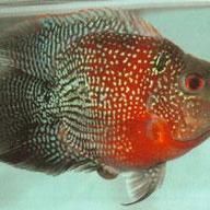 麒麟魚(yú)圖片大全