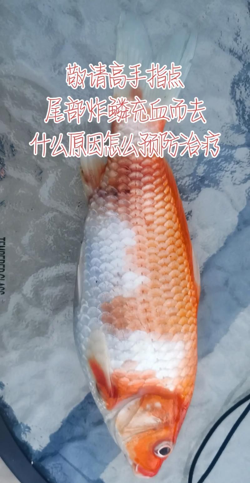 錦鯉白斑病照片