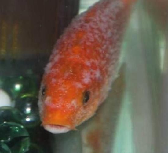 錦鯉白斑病照片