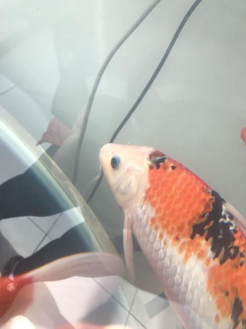 錦鯉白斑病照片