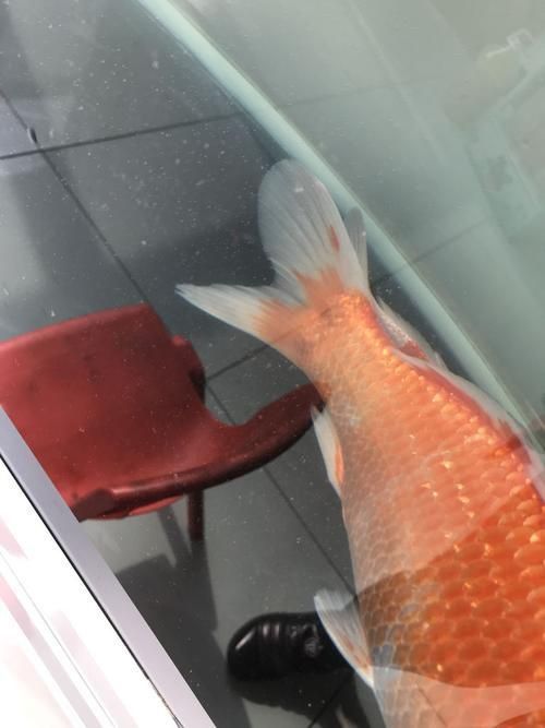 錦鯉白斑病照片