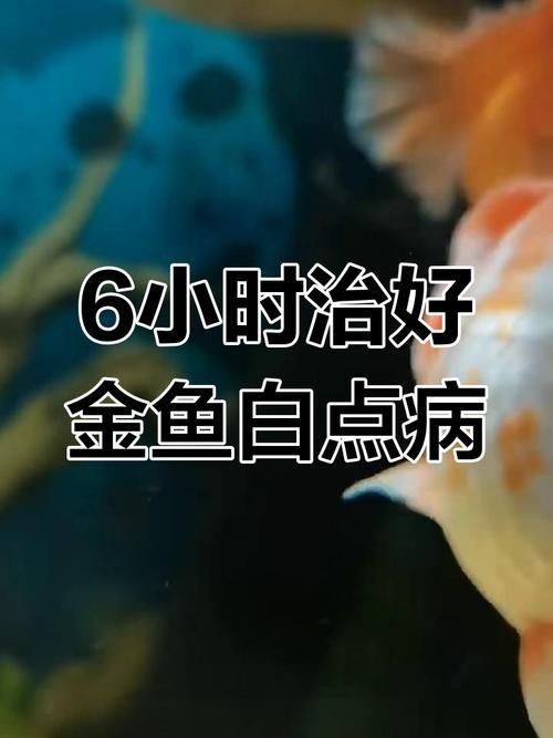 錦鯉白斑病照片