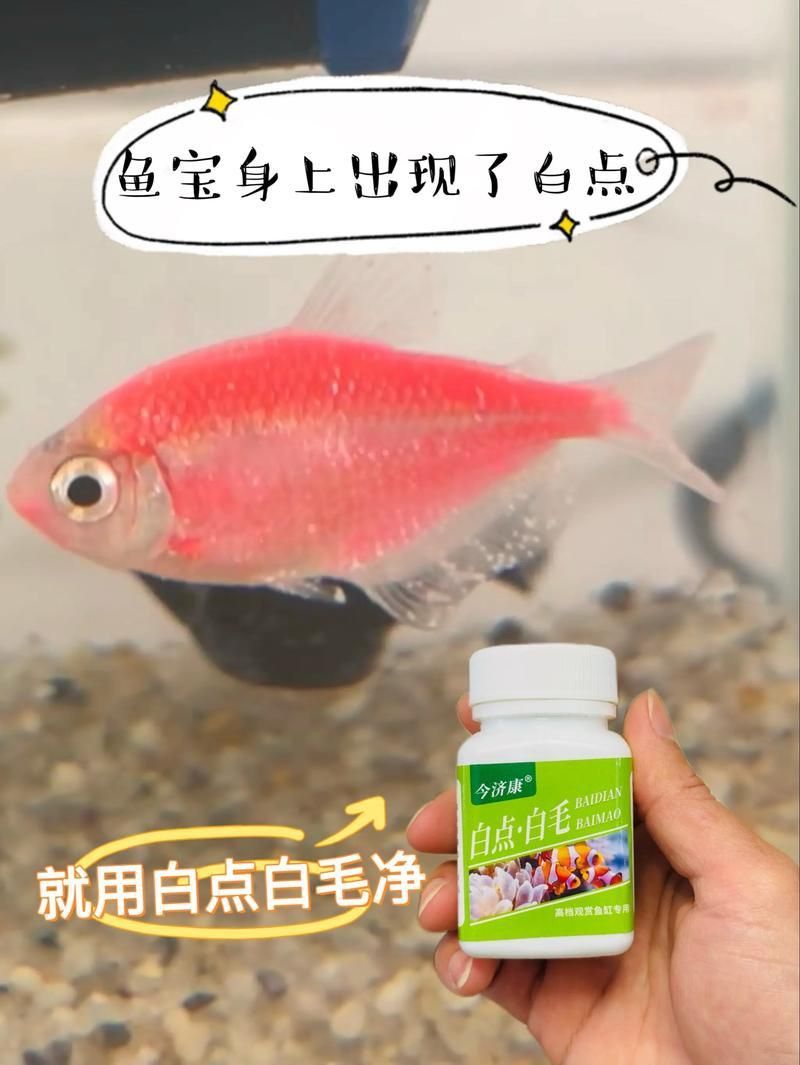 錦鯉白斑病照片