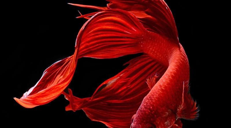 金龍魚認(rèn)主后能記住主人多久？