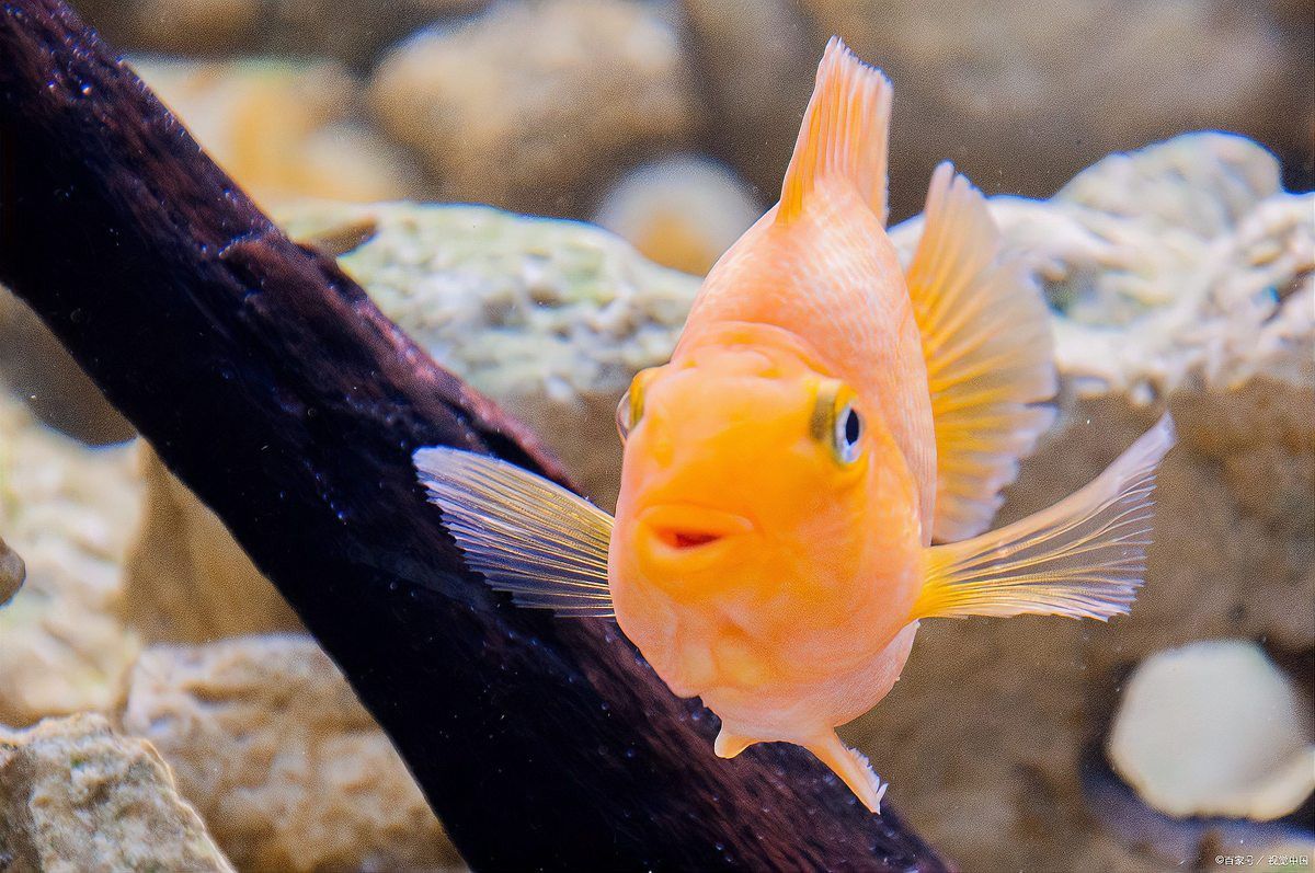 金龍魚認(rèn)主后能記住主人多久？