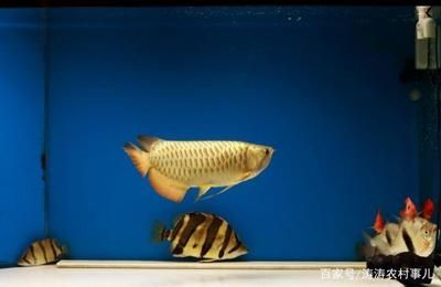 金龍魚金質(zhì)最厚重的關(guān)鍵在于水質(zhì)、喂食、燈光、溫度的管理和控制：養(yǎng)金龍魚怎樣養(yǎng)金質(zhì)最厚重的魚缸