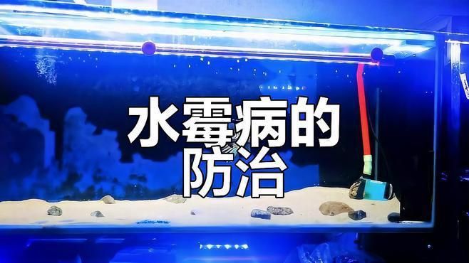 龍魚水霉病癥狀
