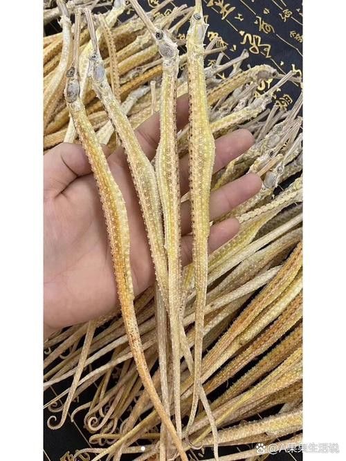 淡水海龍魚的圖片