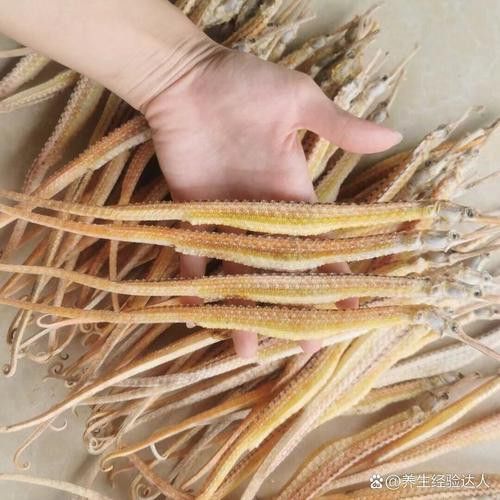 淡水海龍魚的圖片