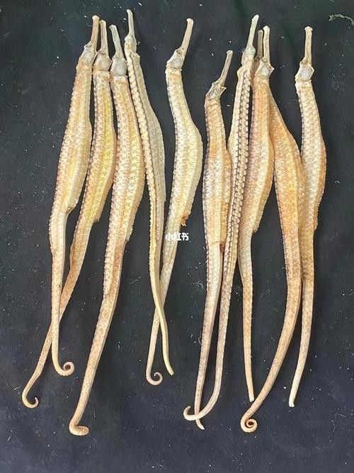 淡水海龍魚的圖片