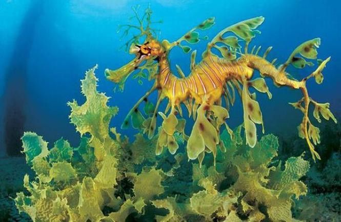 淡水海龍魚的圖片