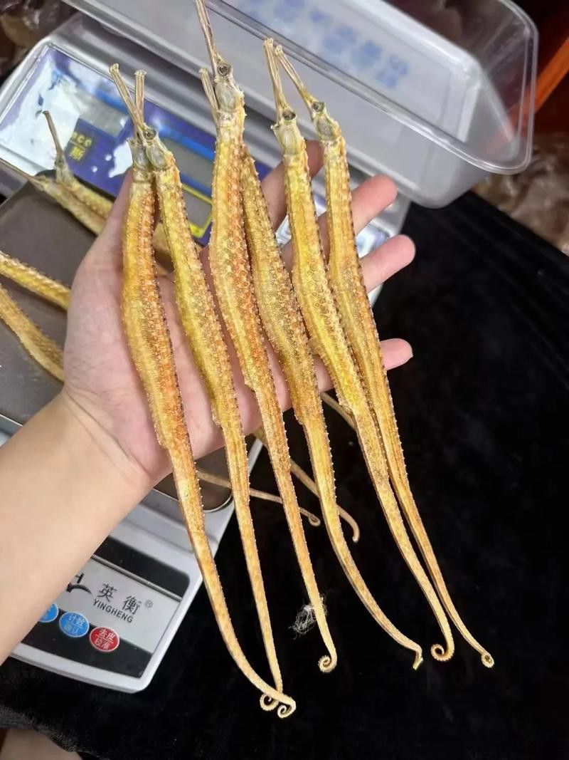 淡水海龍魚的圖片