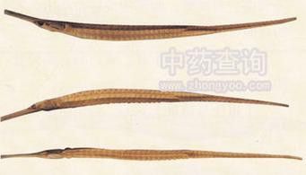 淡水海龍魚的圖片