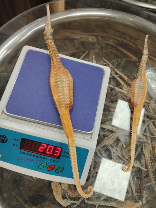 淡水海龍魚的圖片