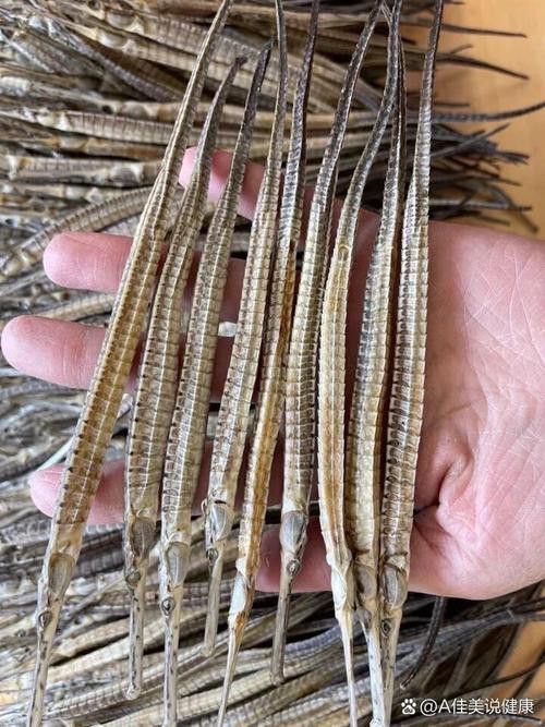 淡水海龍魚的圖片