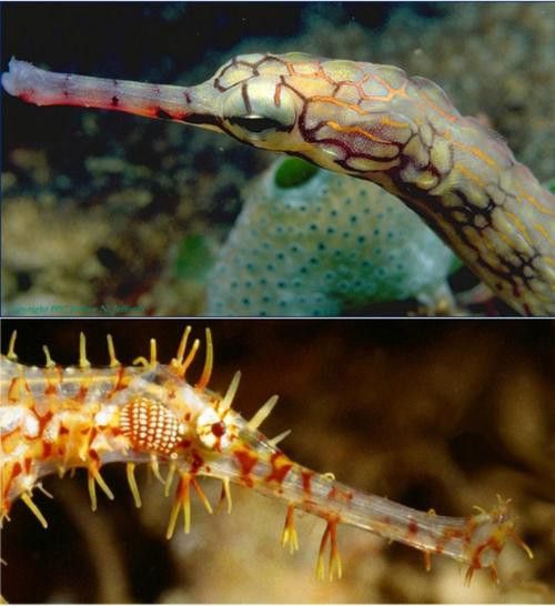 淡水海龍魚的圖片