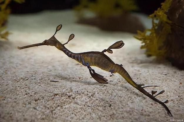 淡水海龍魚的圖片