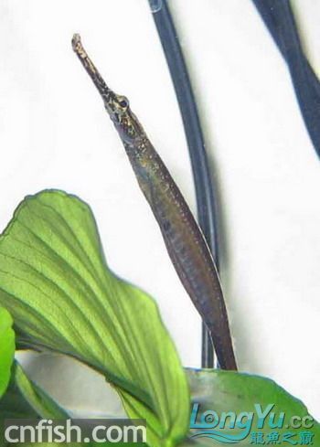淡水海龍魚的圖片