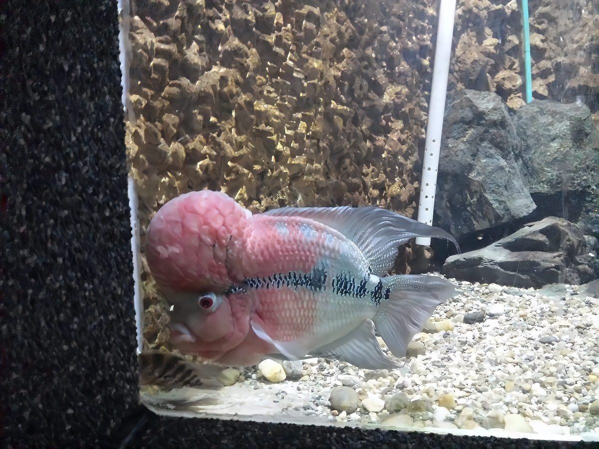 六角恐龍魚身上有白斑是怎么回事