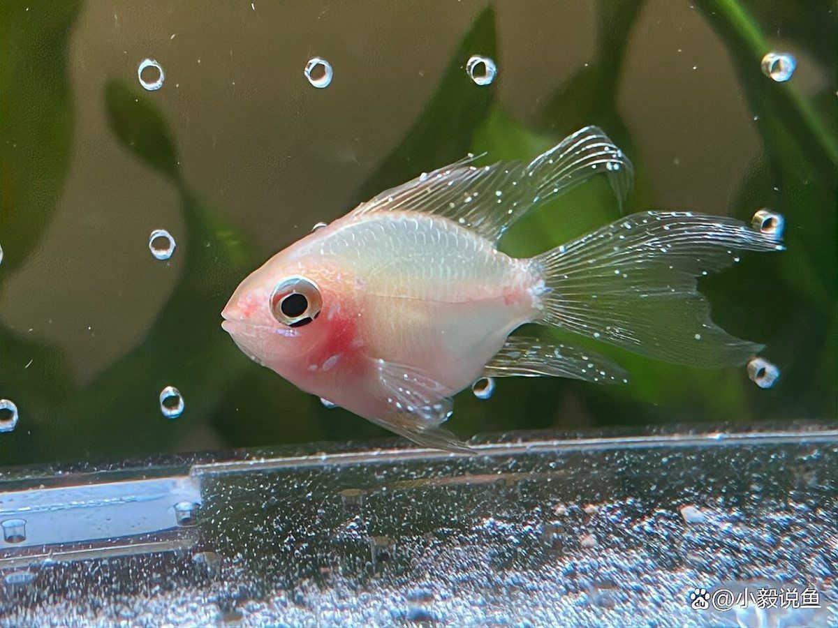 六角恐龍魚身上有白斑是怎么回事