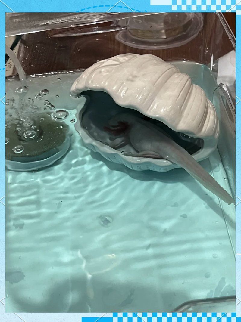 六角恐龍魚身上有白斑是怎么回事