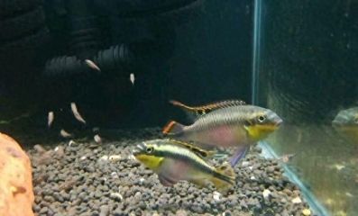 龍魚能多久不吃食沒事：龍魚的耐餓能力因種類、年齡、生活環境和健康狀況而異