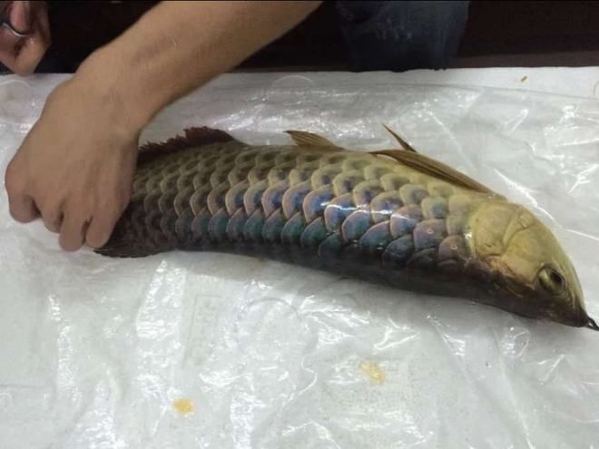 龍魚兜嘴手術多久能恢復：龍魚兜嘴手術后多久能恢復