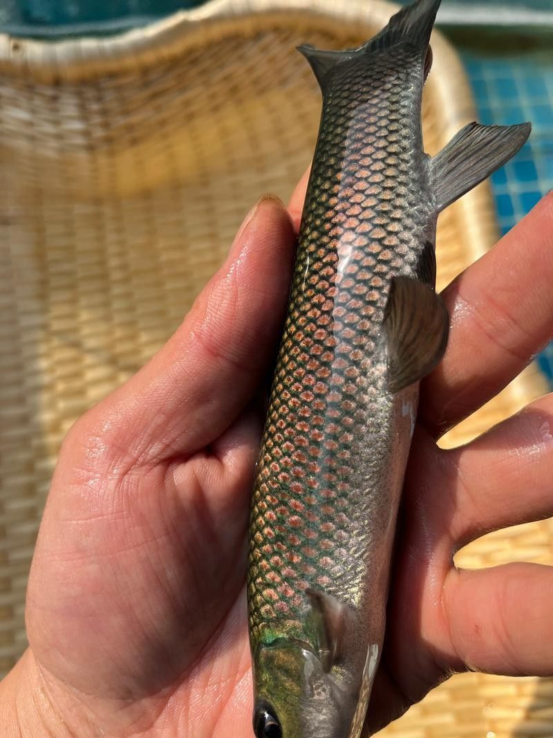 青龍魚圖片大全大圖欣賞 青龍魚圖片大全大圖欣賞 龍魚百科 第8張