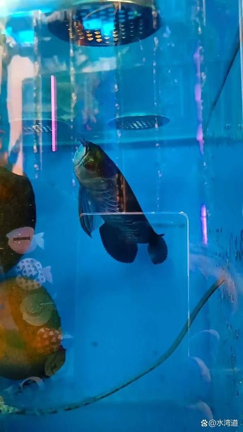 青龍魚圖片大全大圖欣賞 青龍魚圖片大全大圖欣賞 龍魚百科 第7張
