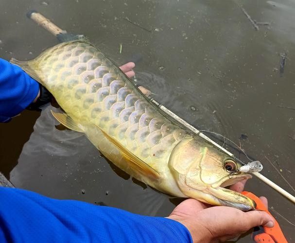 青龍魚圖片大全大圖欣賞 青龍魚圖片大全大圖欣賞 龍魚百科 第4張