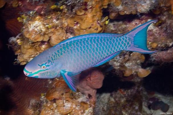 青龍魚圖片大全大圖欣賞 青龍魚圖片大全大圖欣賞 龍魚百科 第5張