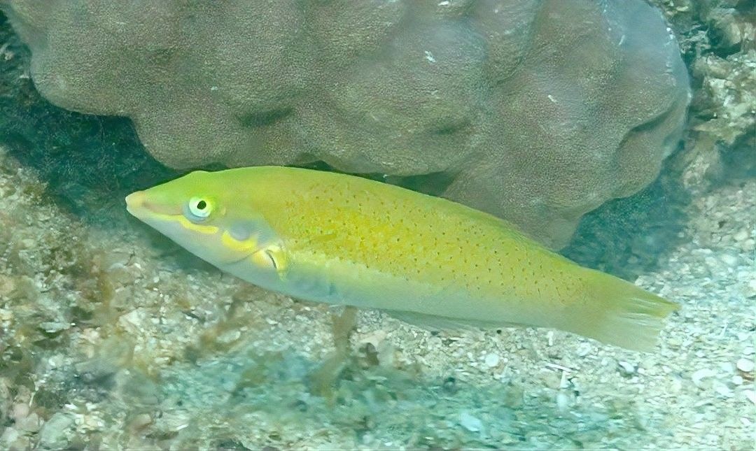 青龍魚圖片大全大圖欣賞 青龍魚圖片大全大圖欣賞 龍魚百科 第25張
