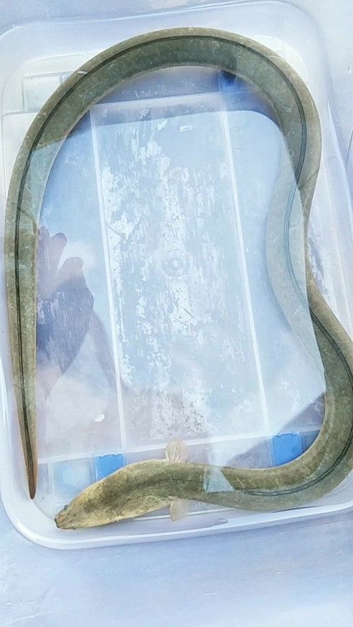 青龍魚圖片大全大圖欣賞 青龍魚圖片大全大圖欣賞 龍魚百科 第23張