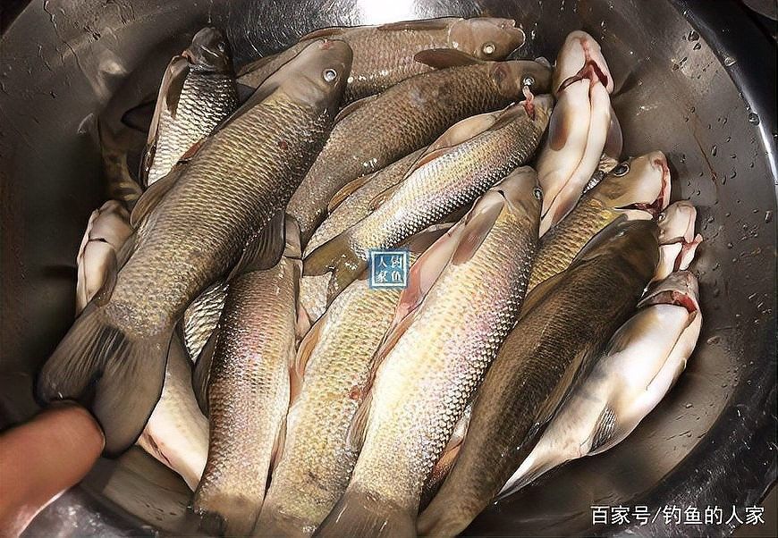 青龍魚圖片大全大圖欣賞 青龍魚圖片大全大圖欣賞 龍魚百科 第24張