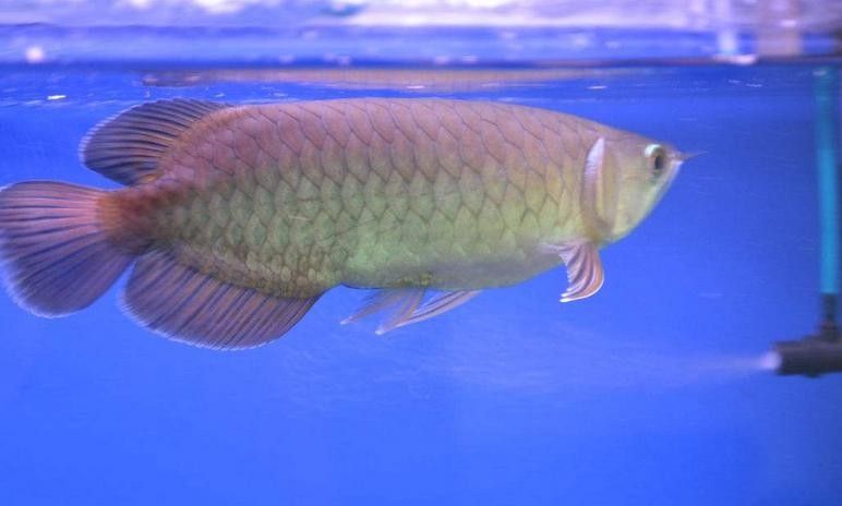 青龍魚圖片大全大圖欣賞 青龍魚圖片大全大圖欣賞 龍魚百科 第13張