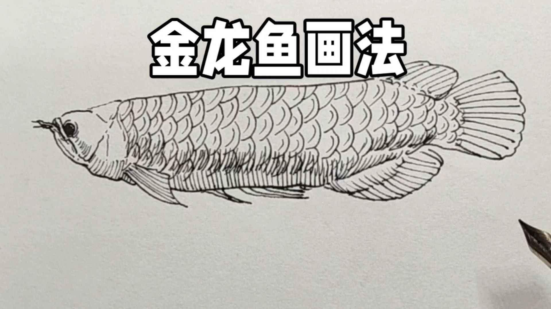 金龍魚線描作品欣賞