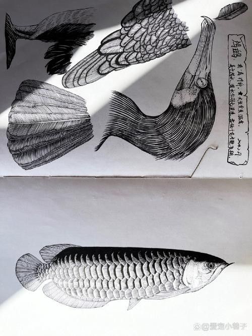 金龍魚線描作品欣賞