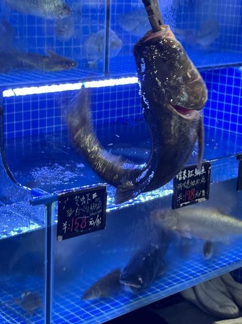 富陽開水族店怎么樣?加盟祥龍魚場賣龍魚市場怎樣? 水族館百科(水族館加盟) 第1張 富陽開水族店怎么樣?加盟祥龍魚場賣龍魚市場怎樣? 富陽開水族店怎么樣?加盟祥龍魚場賣龍魚市場怎樣? 水族館百科(水族館加盟) 第1張