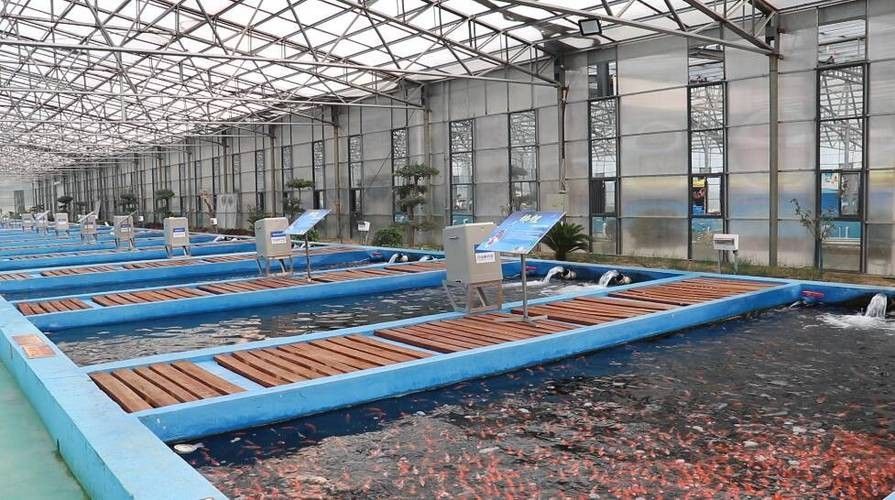 高唐開水族店怎么樣？加盟祥龍魚場賣龍魚市場怎樣？ 高唐開水族店怎么樣？加盟祥龍魚場賣龍魚市場怎樣？ 水族館百科（水族館加盟） 第1張