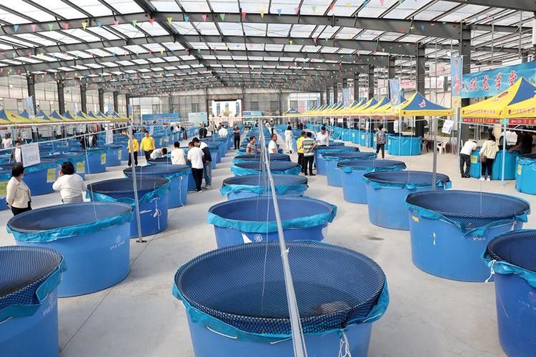 高唐開水族店怎么樣？加盟祥龍魚場賣龍魚市場怎樣？ 高唐開水族店怎么樣？加盟祥龍魚場賣龍魚市場怎樣？ 水族館百科（水族館加盟） 第6張