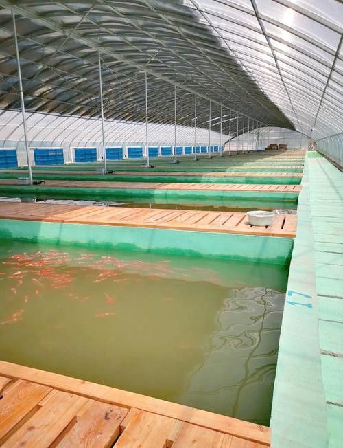 高唐開水族店怎么樣？加盟祥龍魚場賣龍魚市場怎樣？ 高唐開水族店怎么樣？加盟祥龍魚場賣龍魚市場怎樣？ 水族館百科（水族館加盟） 第2張