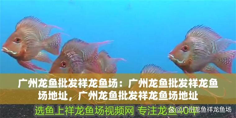 白云開水族店怎么樣？加盟祥龍魚場賣龍魚市場怎樣？