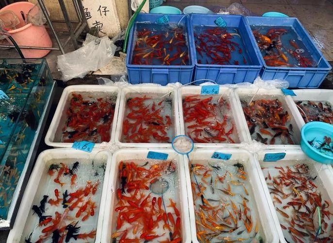 白云開水族店怎么樣？加盟祥龍魚場賣龍魚市場怎樣？