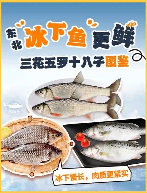<strong><mark>伊春</mark></strong>區開水族店怎么樣？加盟祥龍魚場賣龍魚市場怎樣？