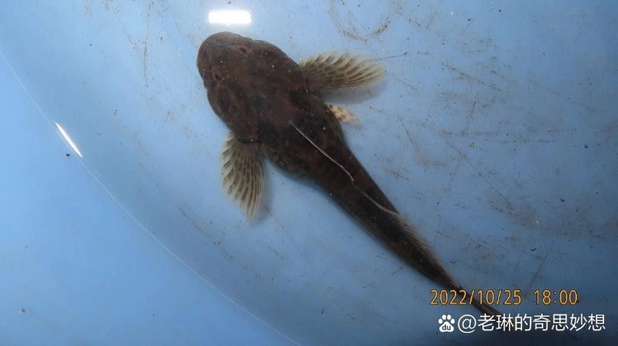 伊春區開水族店怎么樣？加盟祥龍魚場賣龍魚市場怎樣？