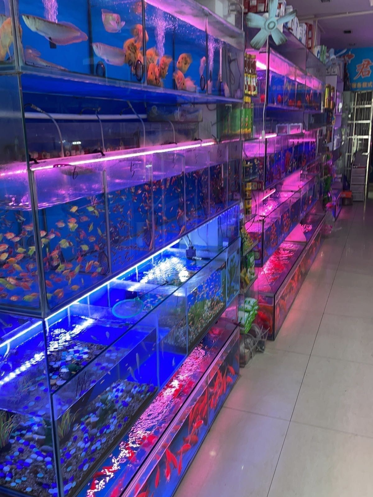 陵水開水族店怎么樣？加盟祥龍魚場賣龍魚市場怎樣？