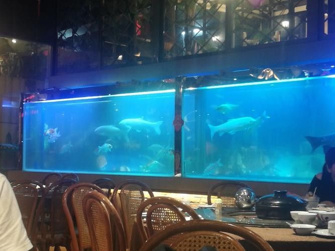 太和開水族店怎么樣？加盟祥龍魚場(chǎng)賣龍魚市場(chǎng)怎樣？
