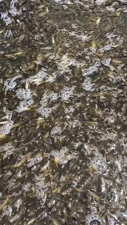 饒河開水族店怎么樣？加盟祥龍魚場賣龍魚市場怎樣？