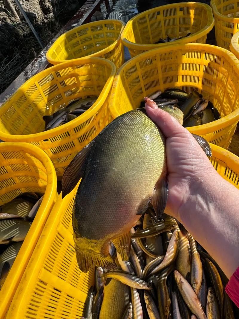 饒河開水族店怎么樣？加盟祥龍魚場賣龍魚市場怎樣？